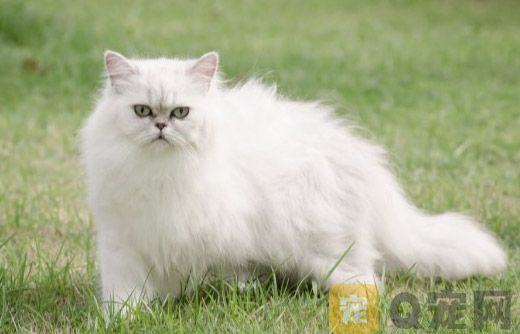 2022波斯猫图片大全