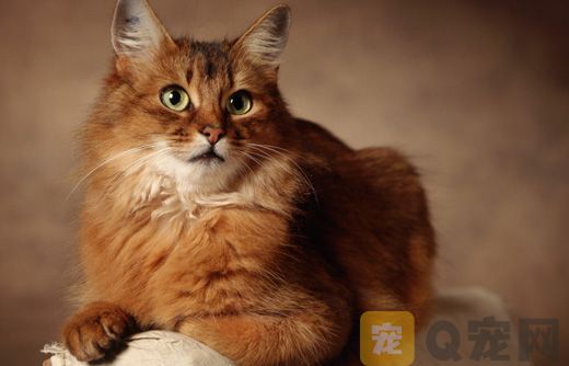 你知道猫咪为什么会爱舔屁股吗？(图1)