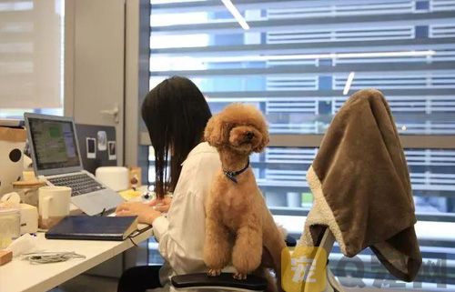 现在免费领养宠物的骗局有哪些？