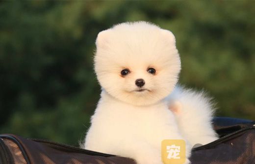 茶杯犬怎么预防寄生虫？