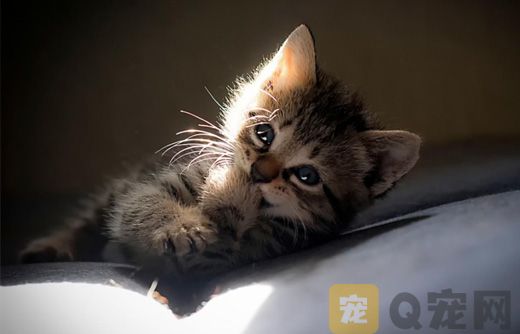 刚下生的小猫咪需要怎样护理？