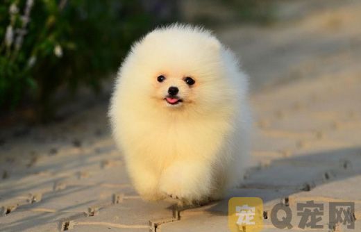 茶杯犬的寿命有多长？