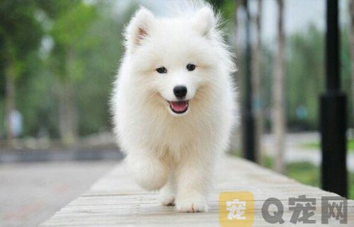 为什么萨摩耶会拉肚子，怎么治疗？