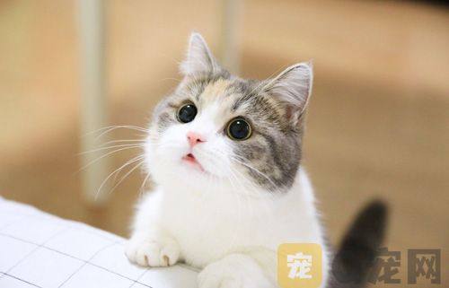 茶杯猫饮食需要注意什么问题？