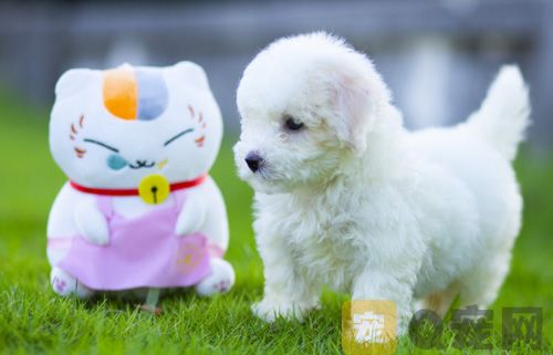 喂养刚出生的茶杯幼犬需要注意什么？