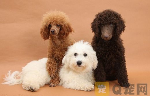 影响贵宾犬价格的因素有哪些？