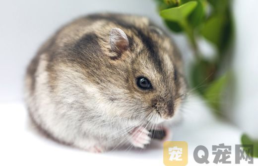 仓鼠幼仔什么时候断奶比较适合？(图1)