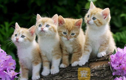 刚出生的小猫几天能睁开眼睛？