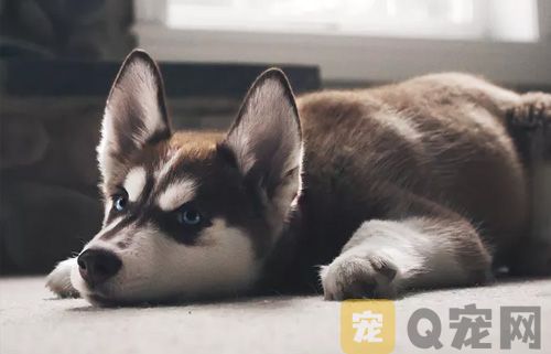 狗狗感冒了能自愈吗？