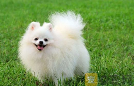 新手怎么养博美犬？需要注意什么问题？