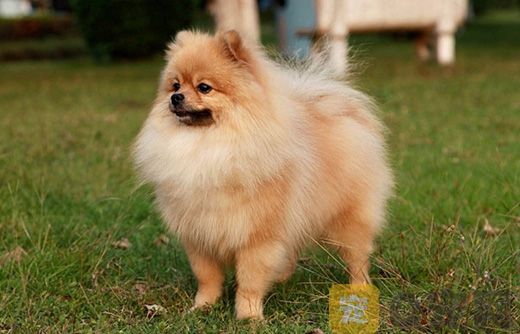 新手怎么养博美犬？需要注意什么问题？