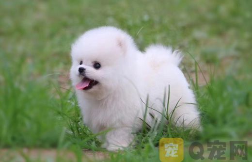 新手怎么养博美犬？需要注意什么问题？