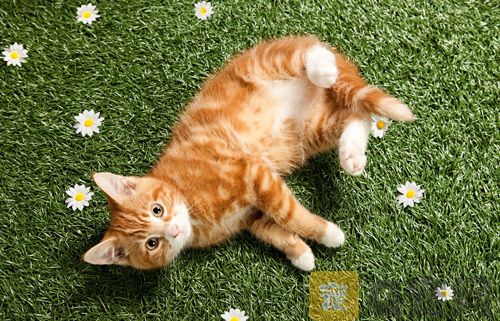 猫咪太热了怎么降温？