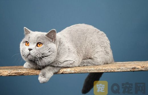 猫咪太热了怎么降温？