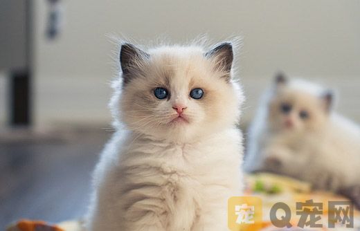 布偶猫掉毛严重应该怎么办？(图2)