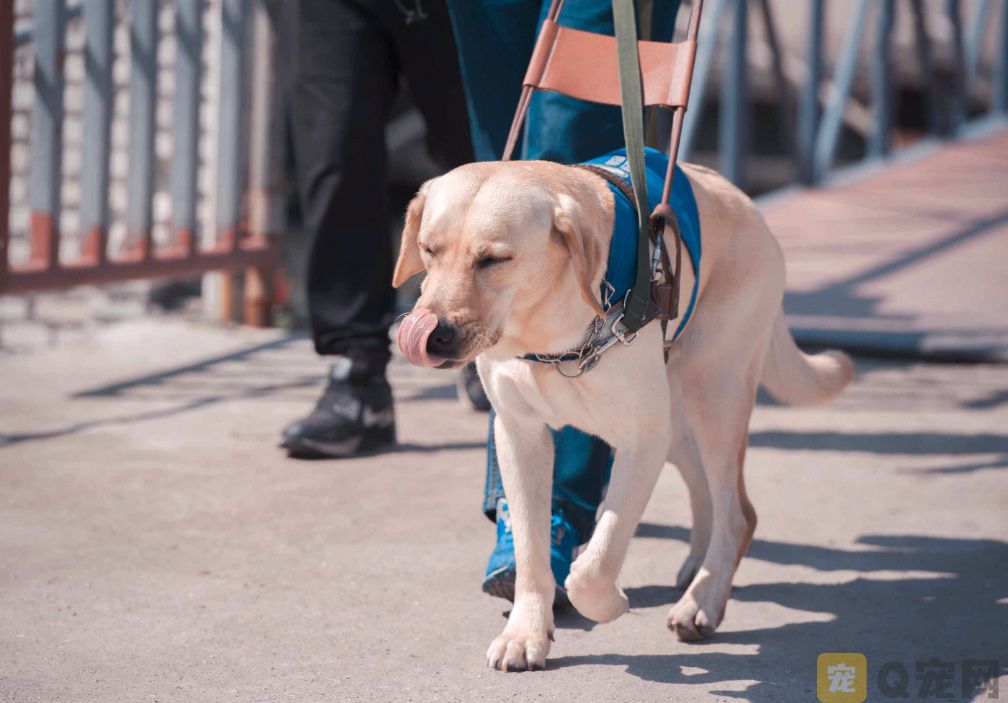 导盲犬带吃货主人吃火锅，结果你猜不到(图1)