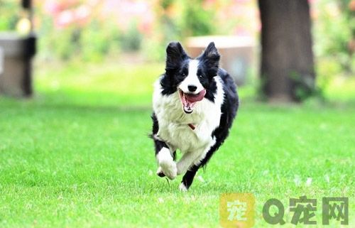 狗狗体外驱虫多久可以洗澡？这些你不能忽略(图1)