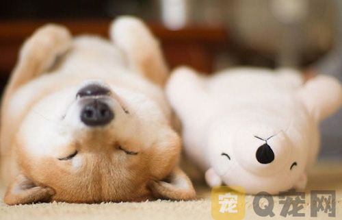 狗狗体外驱虫多久可以洗澡？这些你不能忽略(图2)