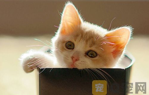 幼猫喂养需要注意什么问题？(图1)