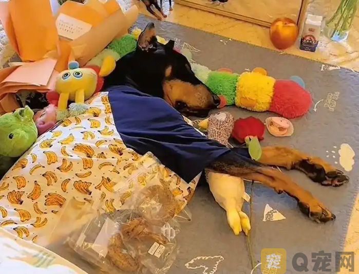 女子花16万元"复活"爱犬，是爱的延续还是伦理越界？(图1)